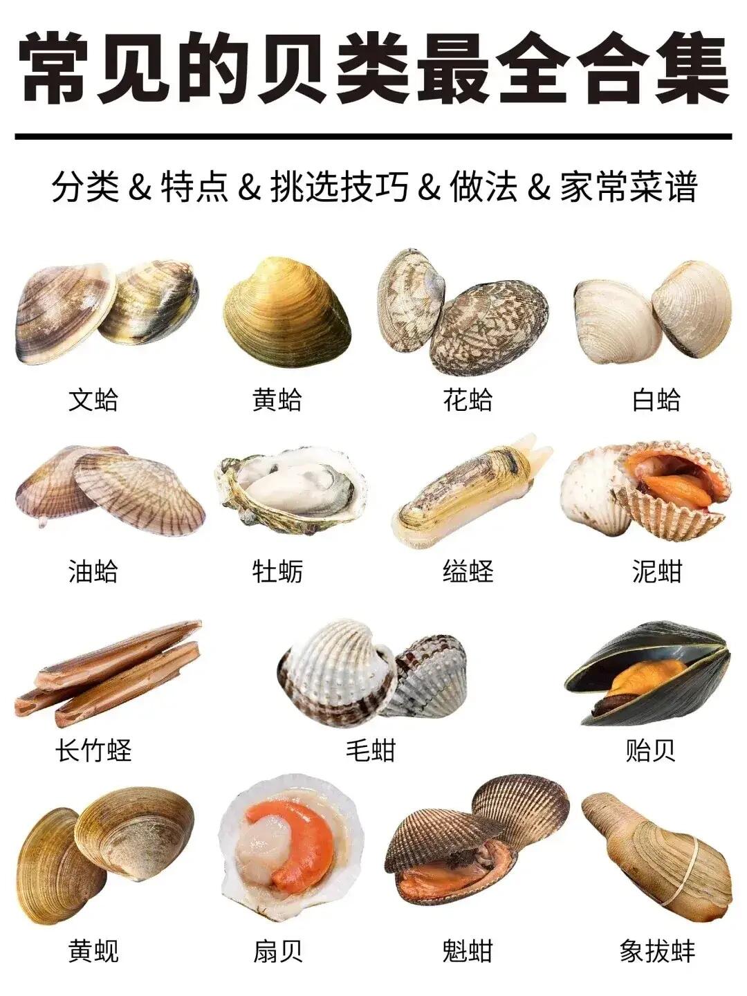 常见贝类的分类、特点与家常做法