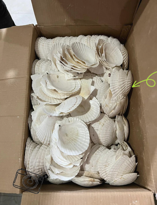 越南贝壳工厂探秘
